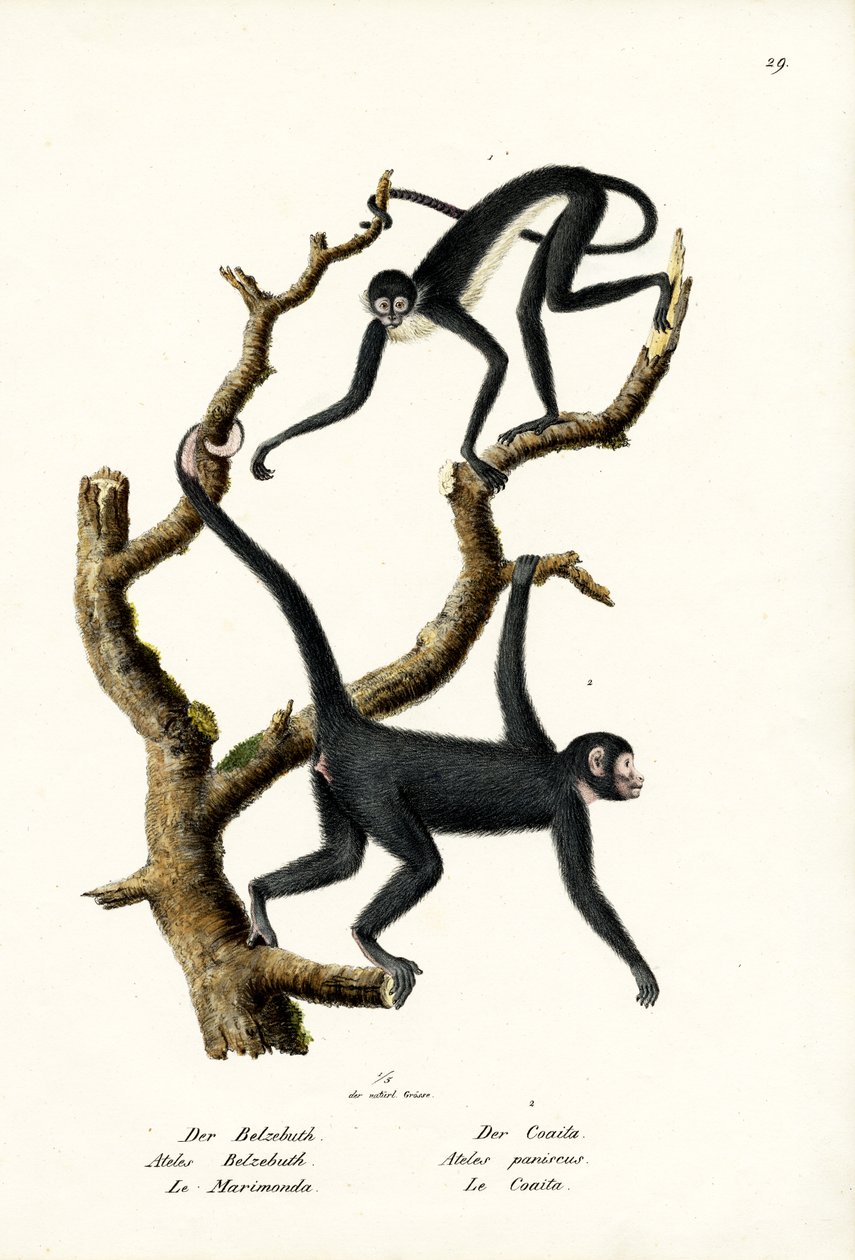 Langhåret edderkoppape, 1824 av Karl Joseph Brodtmann