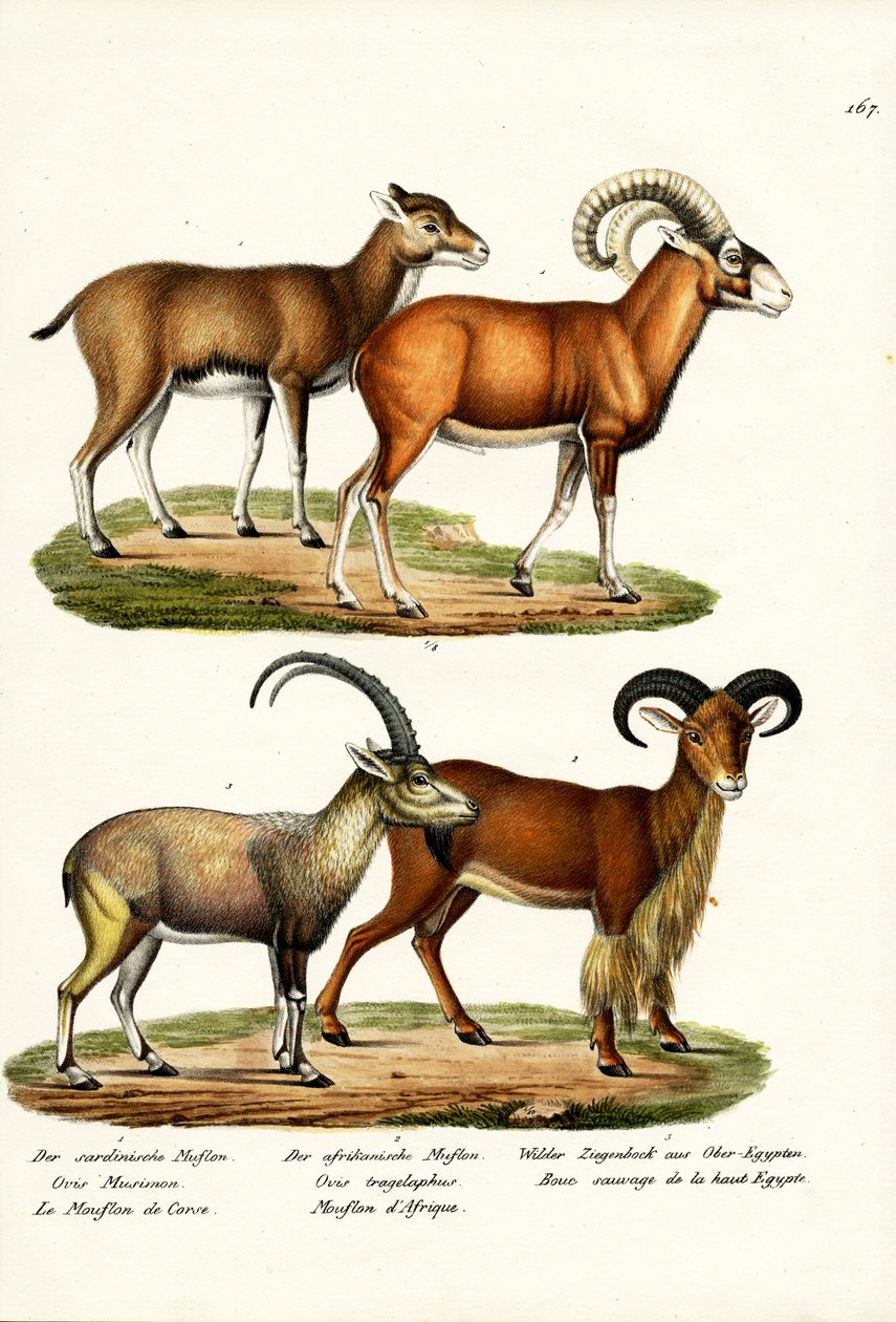 Mouflon, 1824 av Karl Joseph Brodtmann