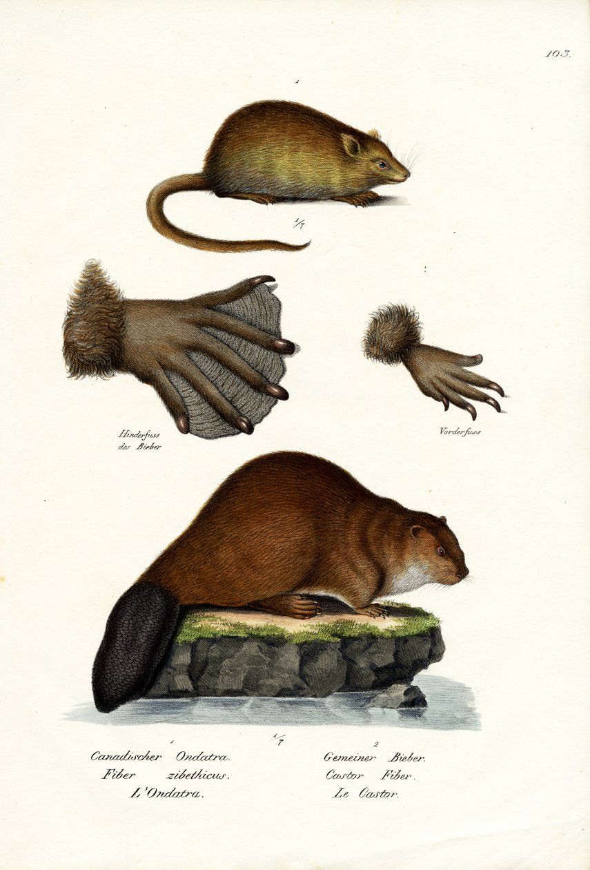 bisamrotte, 1824 av Karl Joseph Brodtmann