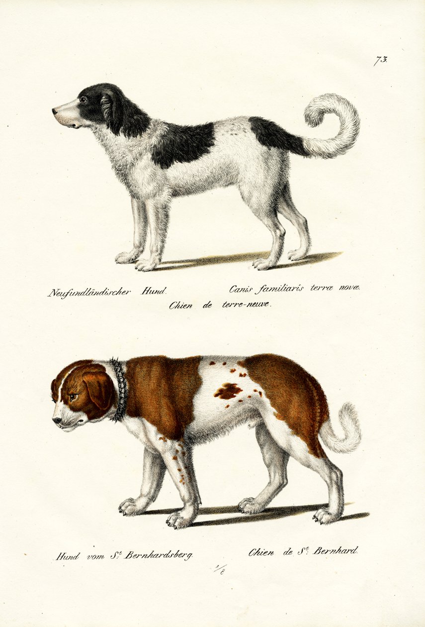 Newfoundland Dog, 1824 av Karl Joseph Brodtmann