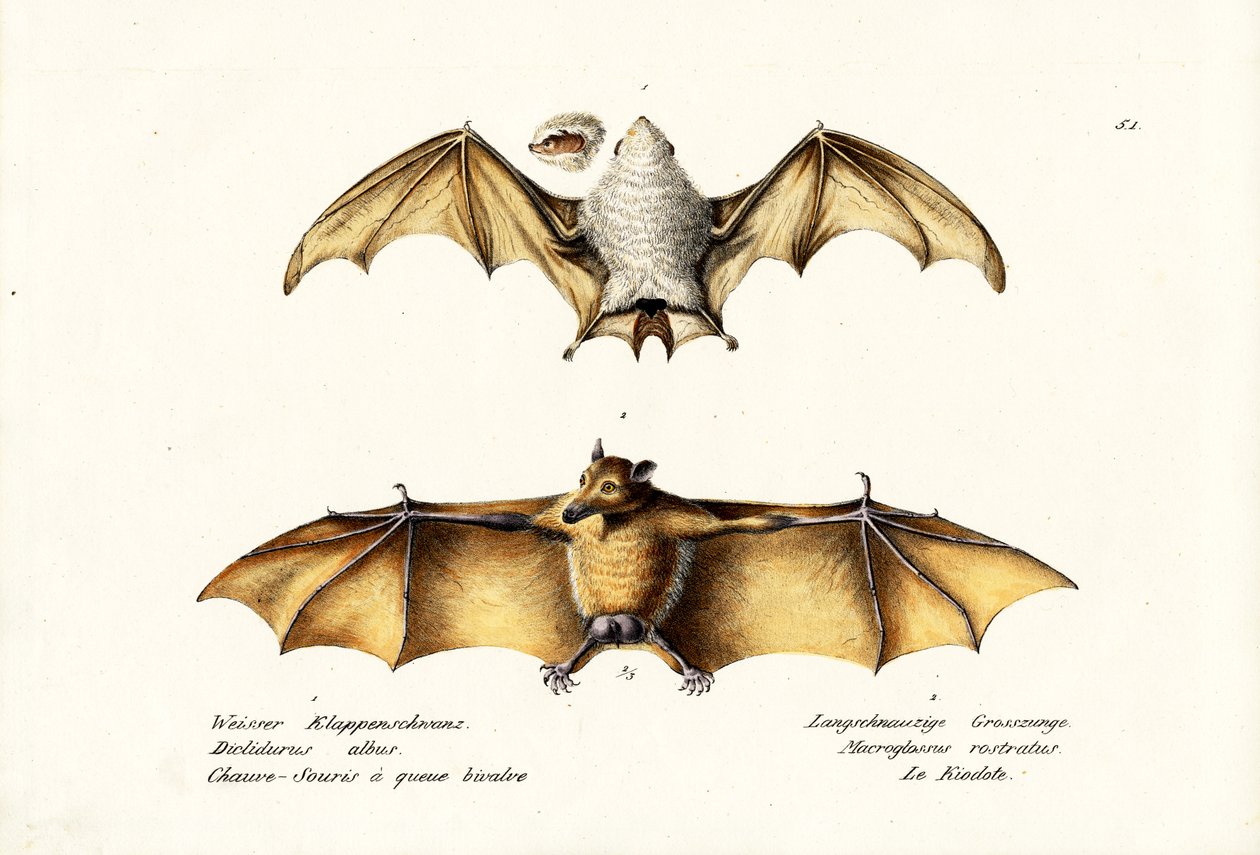 Northern Ghost Bat, 1824 av Karl Joseph Brodtmann