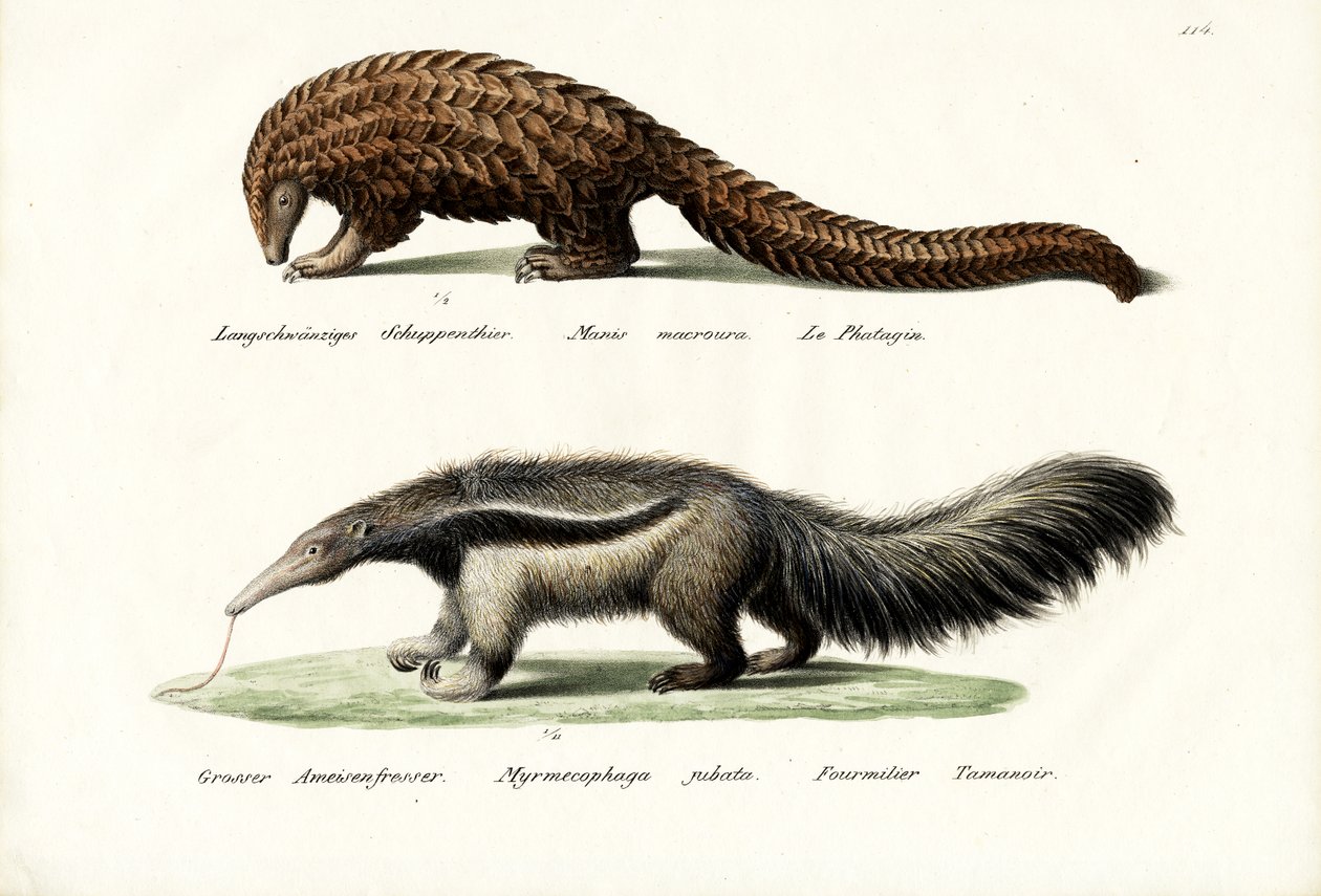 Pangolin maursluker, 1824 av Karl Joseph Brodtmann