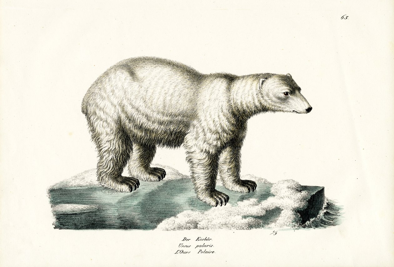 Isbjørn, 1824 av Karl Joseph Brodtmann