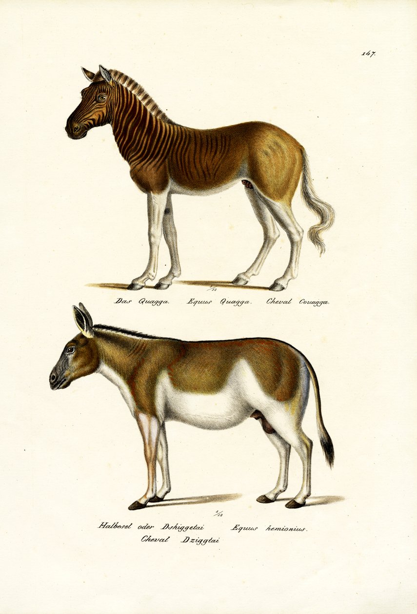Quagga, 1824 av Karl Joseph Brodtmann