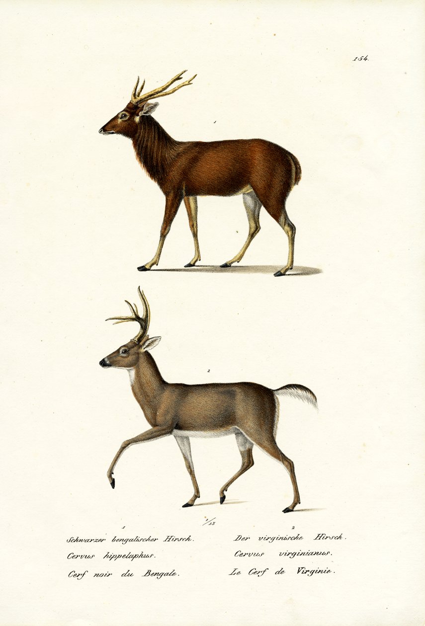 Rødhjort, 1824 av Karl Joseph Brodtmann
