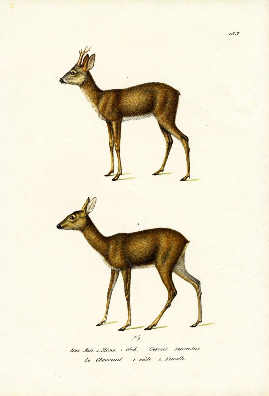 Rådyr, 1824 av Karl Joseph Brodtmann