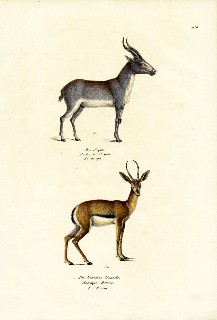 Saiga Antelope, 1824 av Karl Joseph Brodtmann
