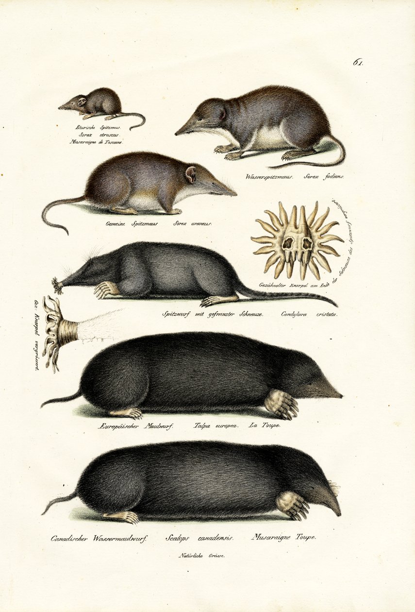 Shrews, 1824 av Karl Joseph Brodtmann