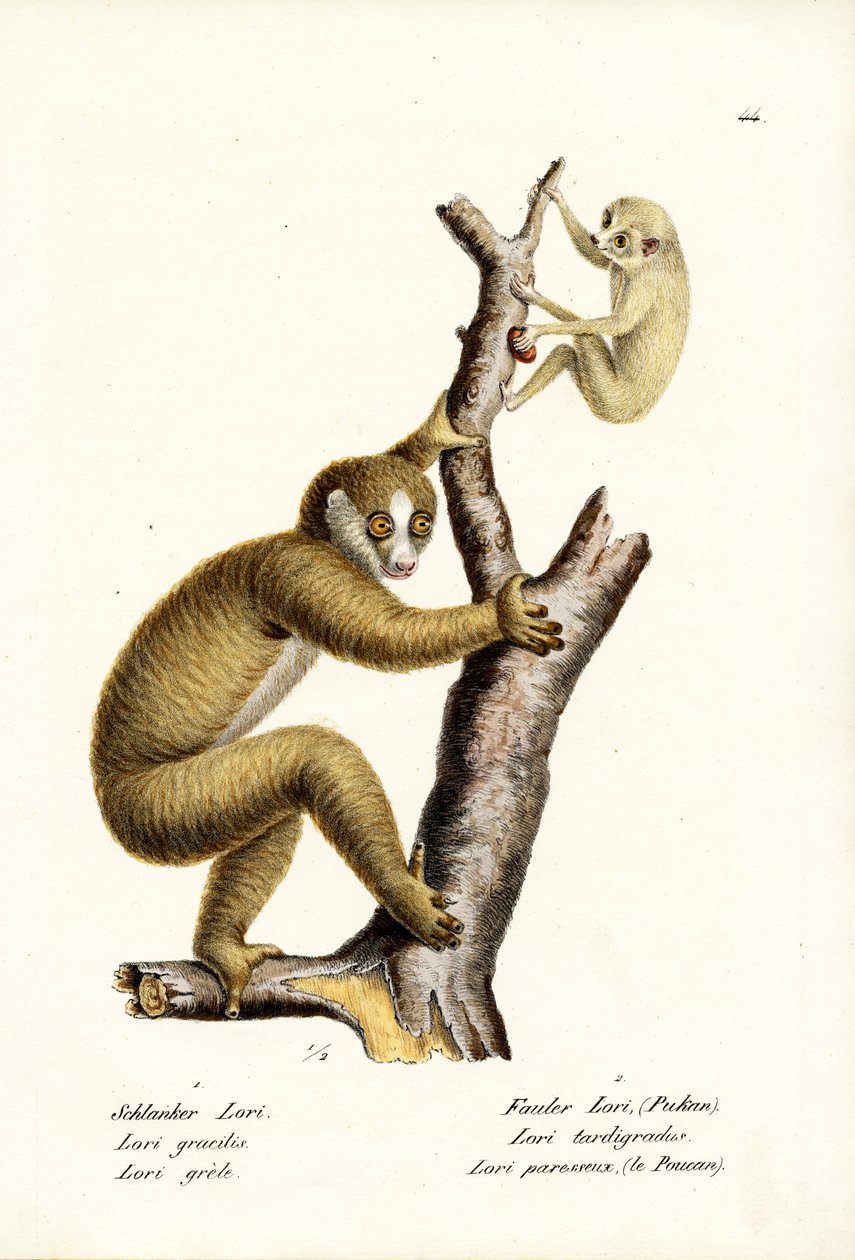 Slanke Loris, 1824 av Karl Joseph Brodtmann
