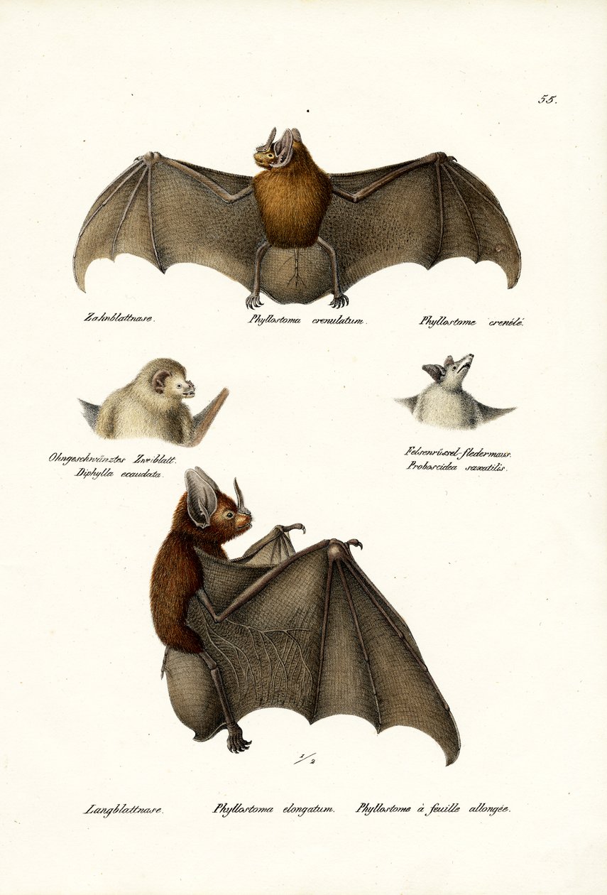 Spydneset flaggermus, 1824 av Karl Joseph Brodtmann