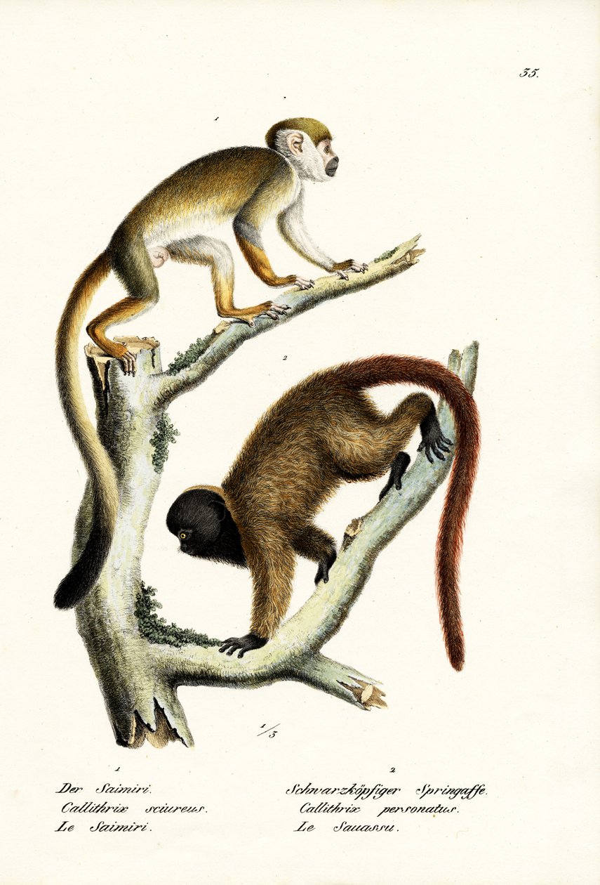 Squirrel Monkeys, 1824 av Karl Joseph Brodtmann