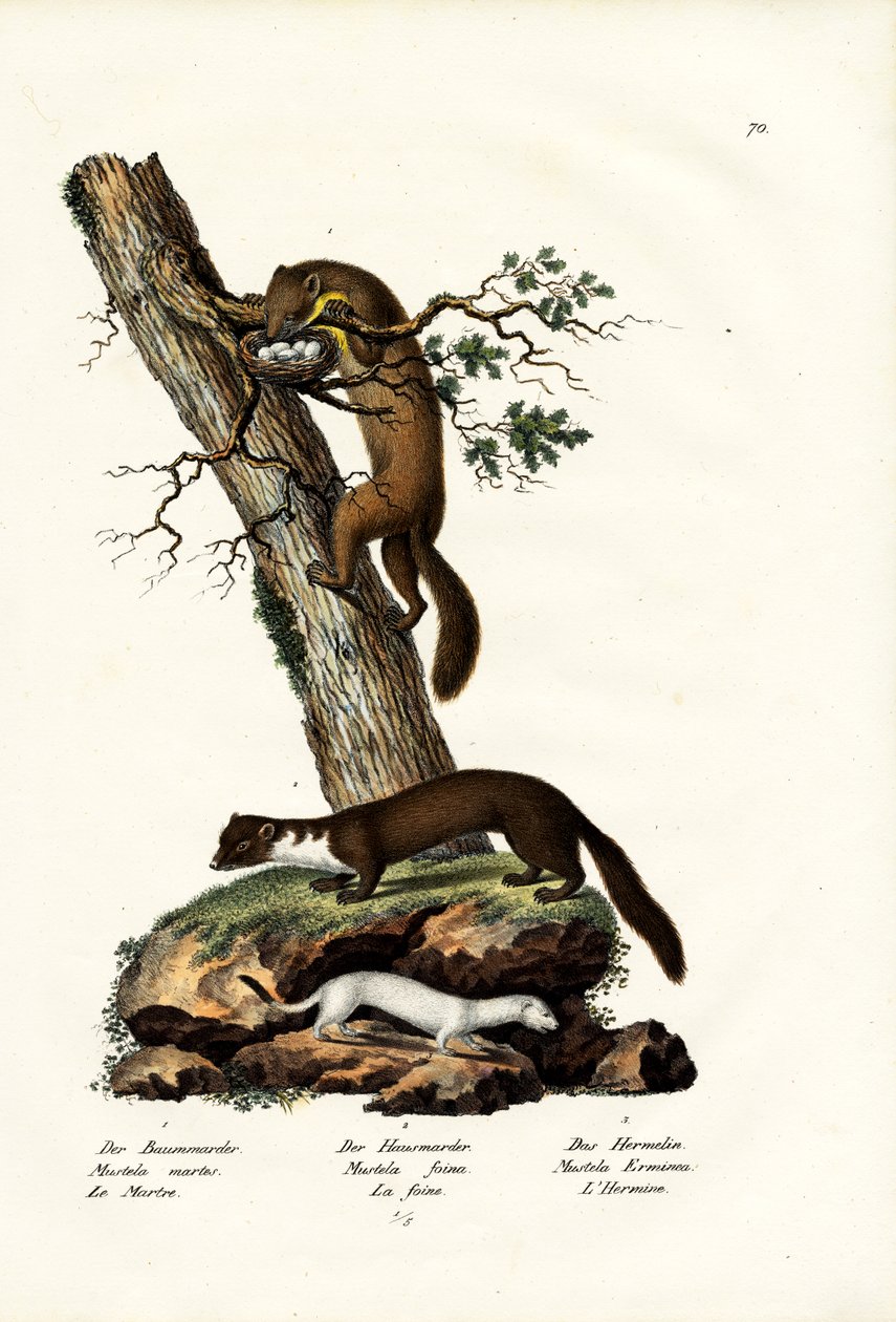 Søte Mår, 1824 av Karl Joseph Brodtmann