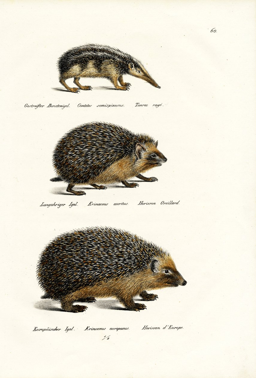 Tailless Tenrec, 1824 av Karl Joseph Brodtmann