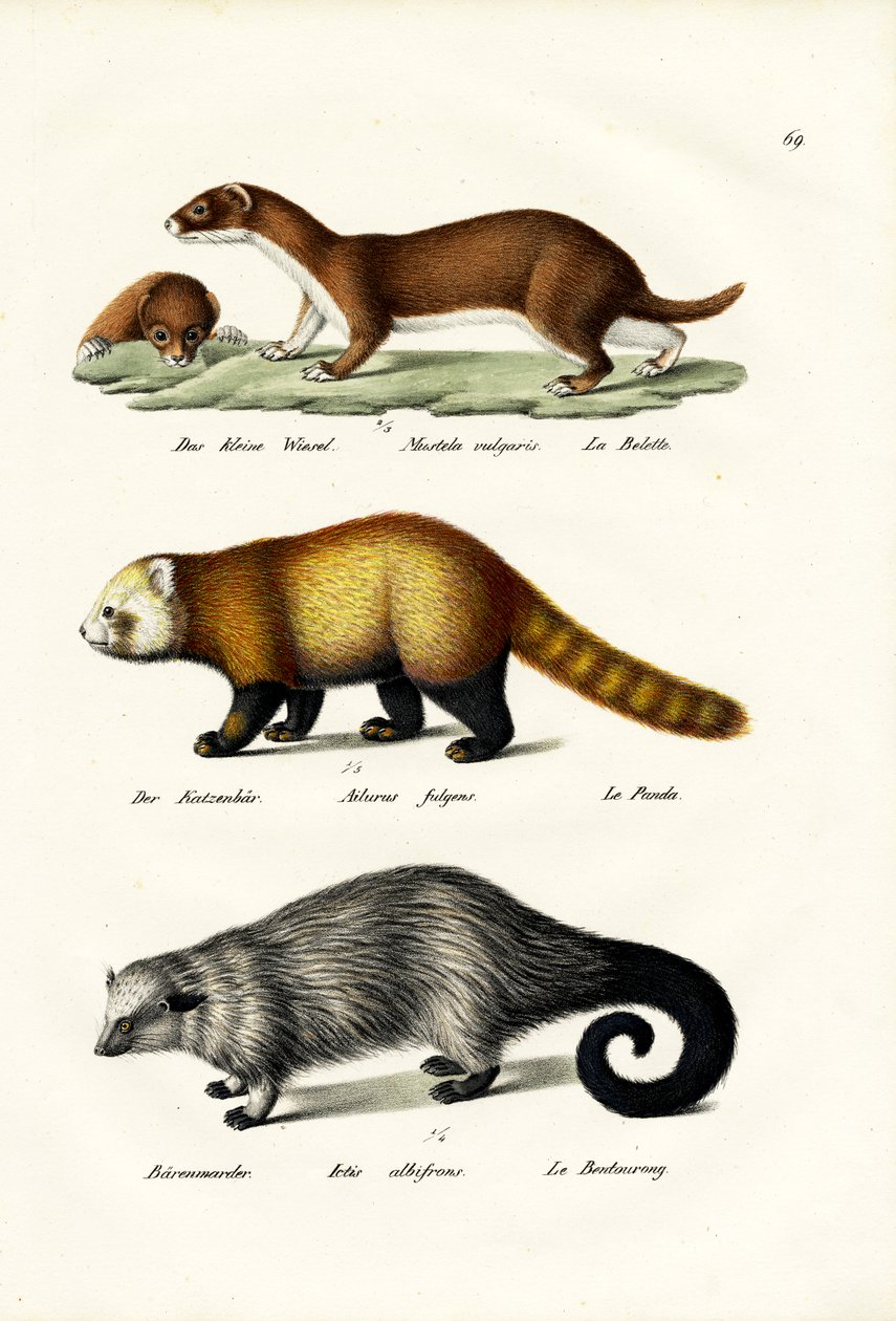 Weasel, 1824 av Karl Joseph Brodtmann