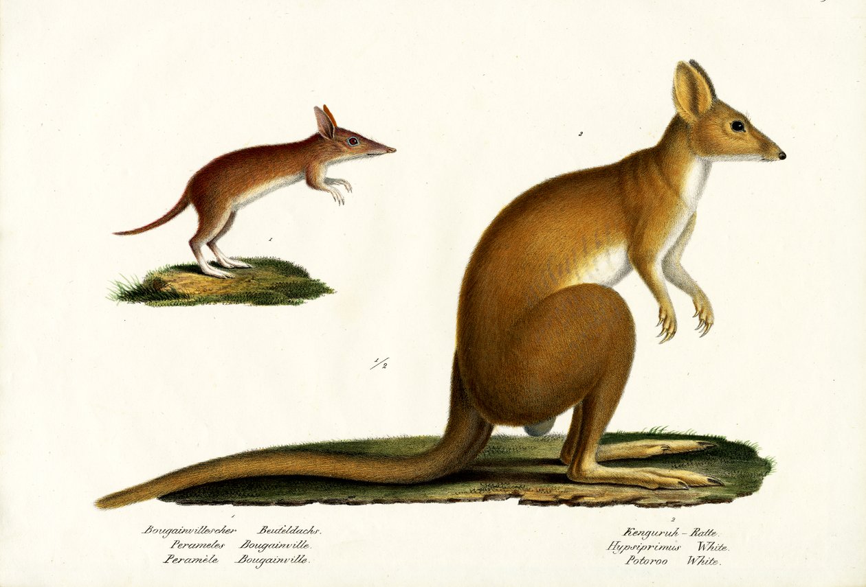 Western Barred Bandicoot, 1824 av Karl Joseph Brodtmann