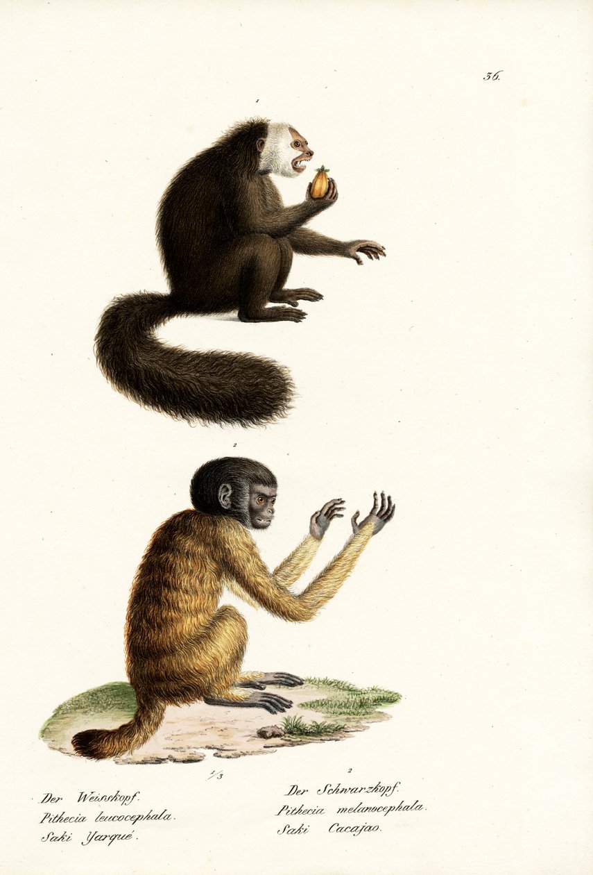 White Saki, 1824 av Karl Joseph Brodtmann