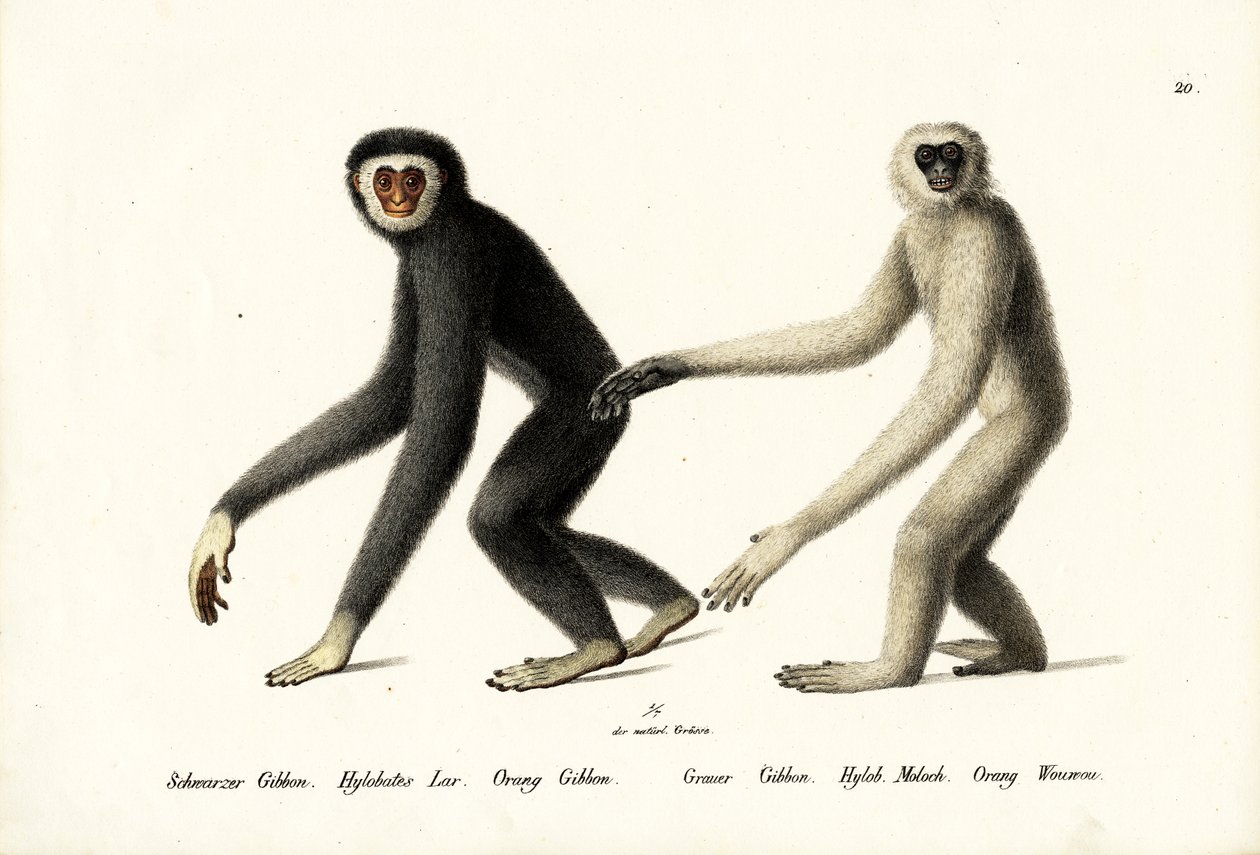 White-handed Gibbon, 1824 av Karl Joseph Brodtmann