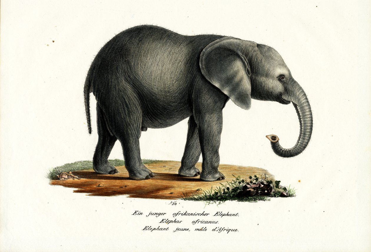 Ung afrikansk elefant, 1824 av Karl Joseph Brodtmann