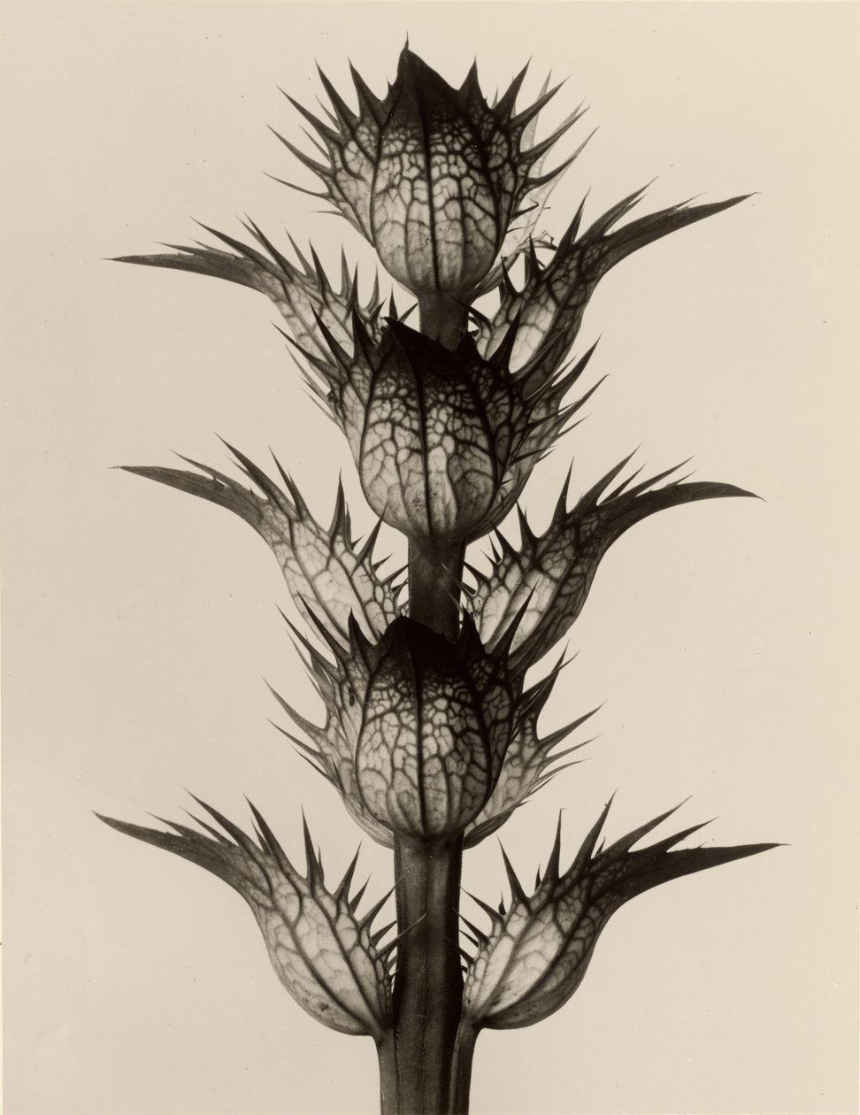 Myk akantus av Karl Blossfeldt