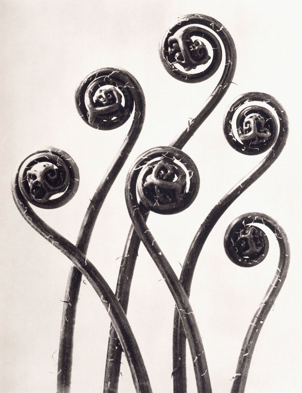 Adiantum Pedatum - amerikansk jomfruhårbregne, unge sammenrullede blader forstørret åtte ganger av Karl Blossfeldt