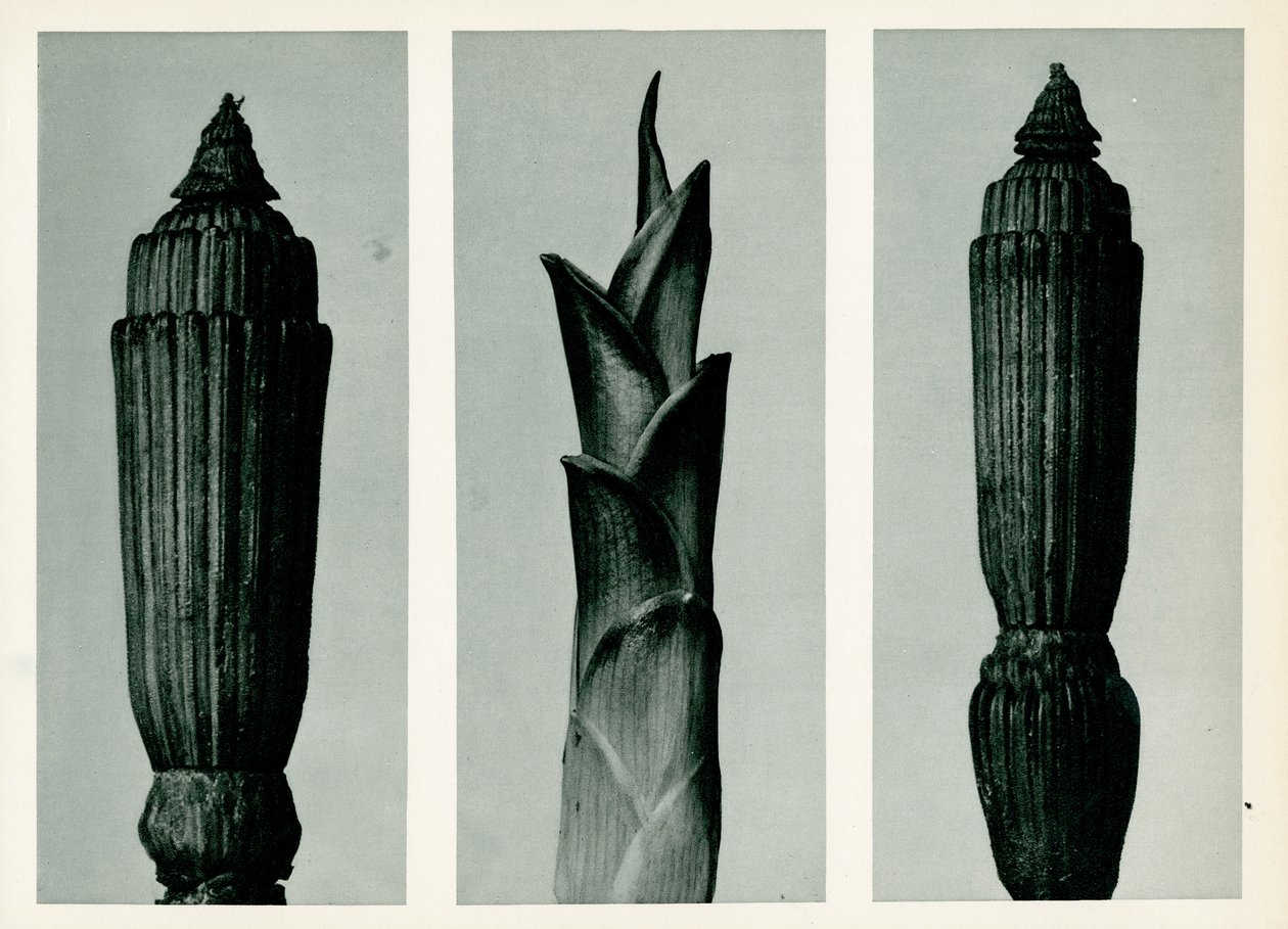 Horsetail Rush, 1929 (fotogravyr) av Karl Blossfeldt
