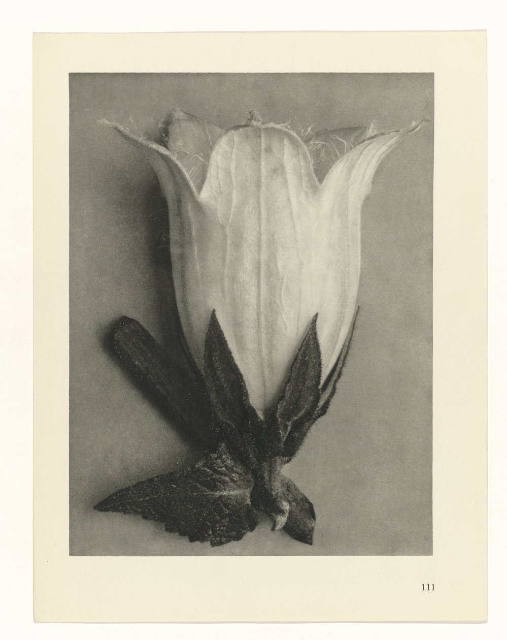 Plantestudier Arketyper av kunst: fotografiske bilder av planter (serietittel) av Karl Blossfeldt