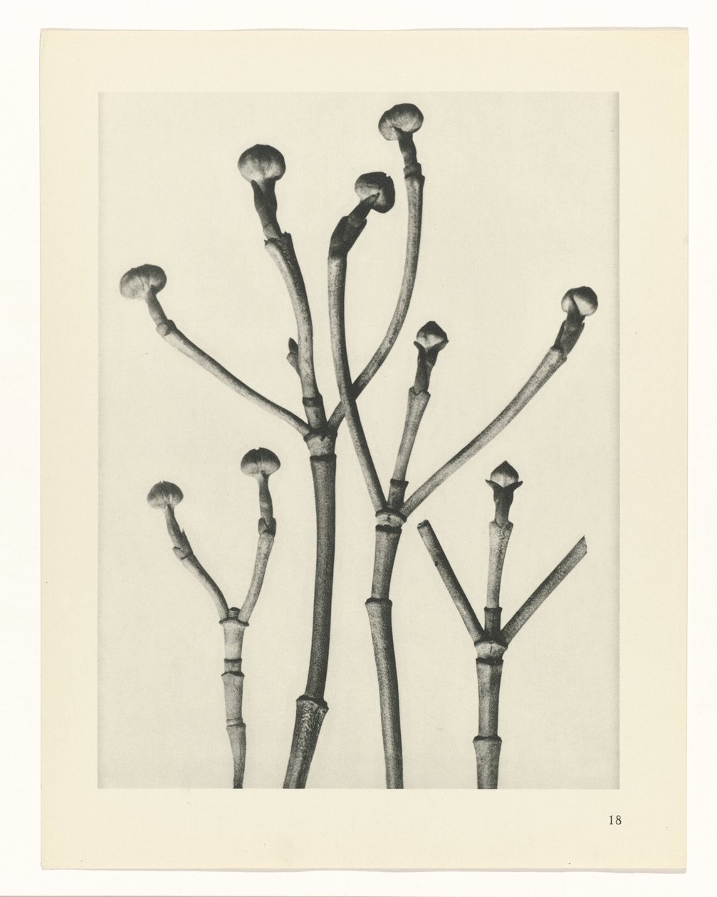 Plantestudier Arketyper av kunst: fotografiske bilder av planter (serietittel) av Karl Blossfeldt