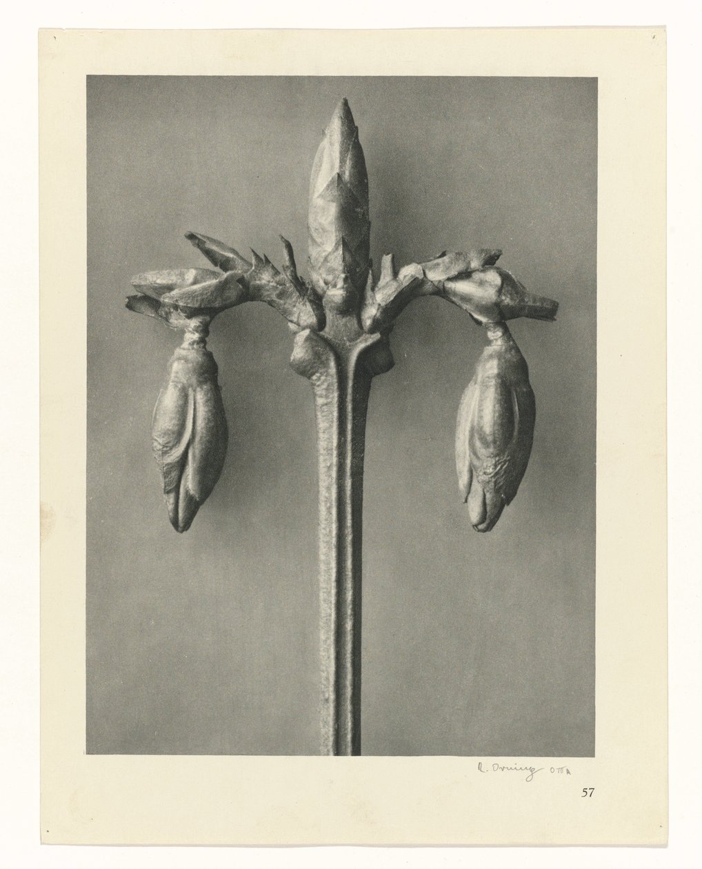 Plantestudier Arketyper av kunst: fotografiske bilder av planter (serietittel) av Karl Blossfeldt