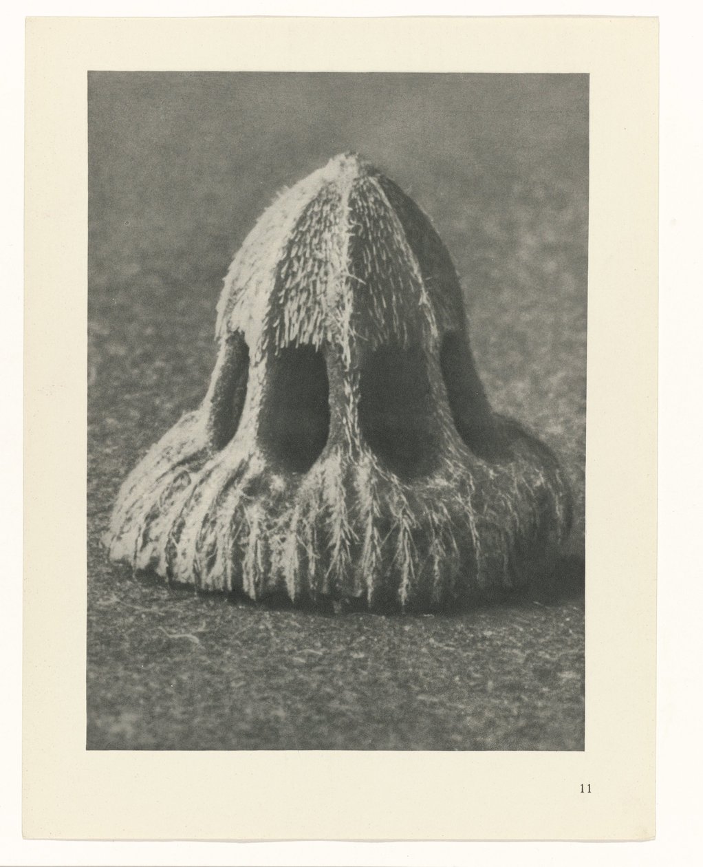 Plantestudier Arketyper av kunst: fotografiske bilder av planter (serietittel) av Karl Blossfeldt