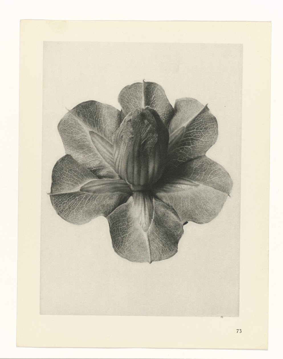 Plantestudier Arketyper av kunst: fotografiske bilder av planter (serietittel) av Karl Blossfeldt