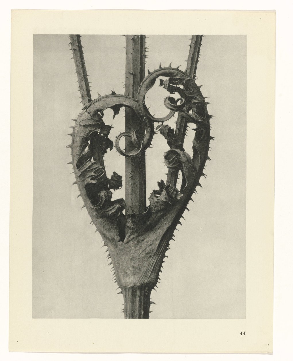 Plantestudier Arketyper av kunst: fotografiske bilder av planter (serietittel) av Karl Blossfeldt