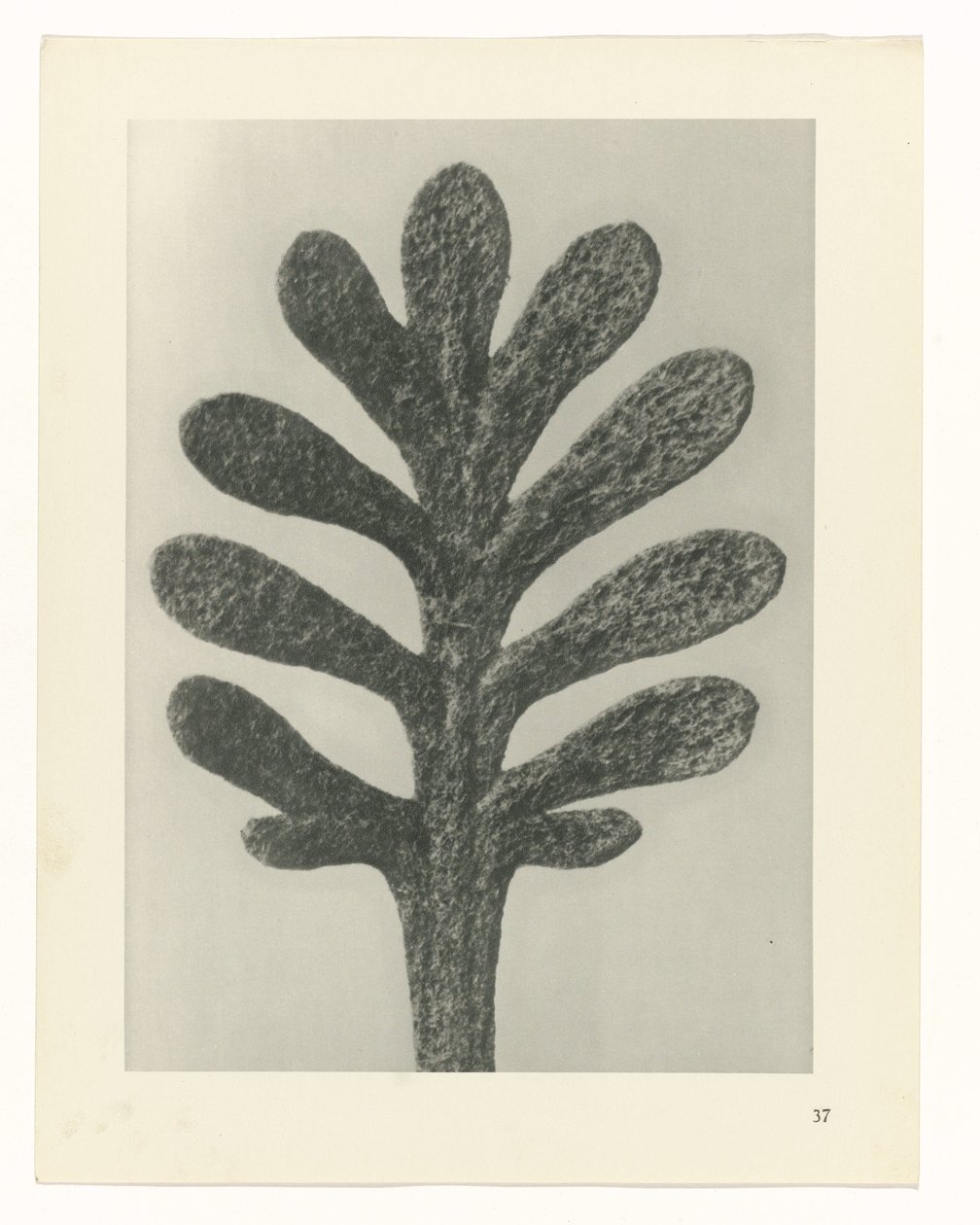 Plant Studies Archetypes of Art: Photographic Images of Plants (serietittel) av Karl Blossfeldt