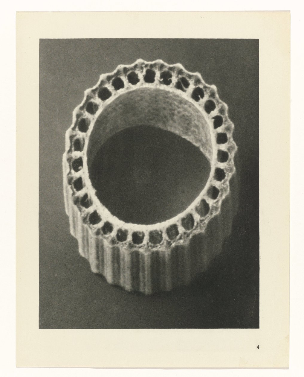 Plant Studies Archetypes of Art: Photographic Images of Plants (serietittel) av Karl Blossfeldt