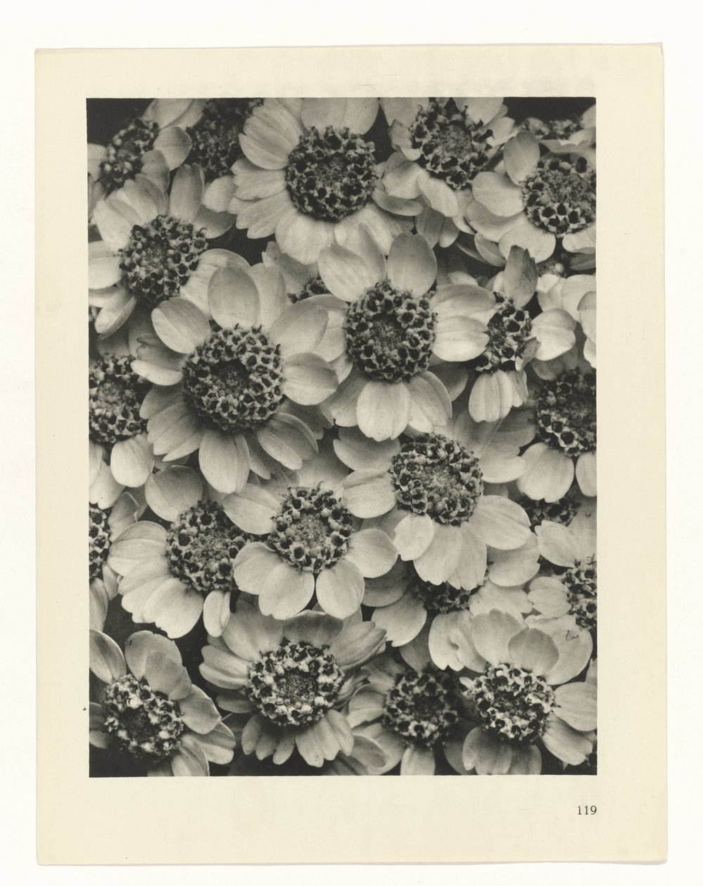 Planstudie Urformen der Kunst (serietittel) av Karl Blossfeldt