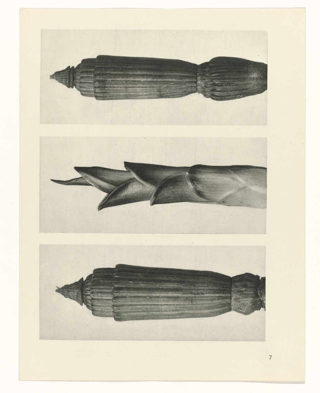 planlegge studie Archetypes of Art (serietittel) av Karl Blossfeldt