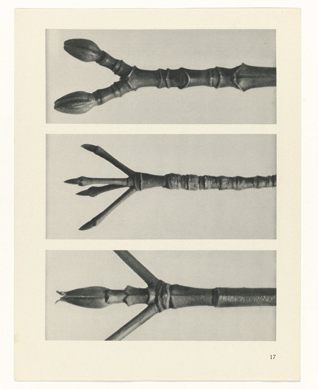 Planstudie Urformen der Kunst (serietittel) av Karl Blossfeldt