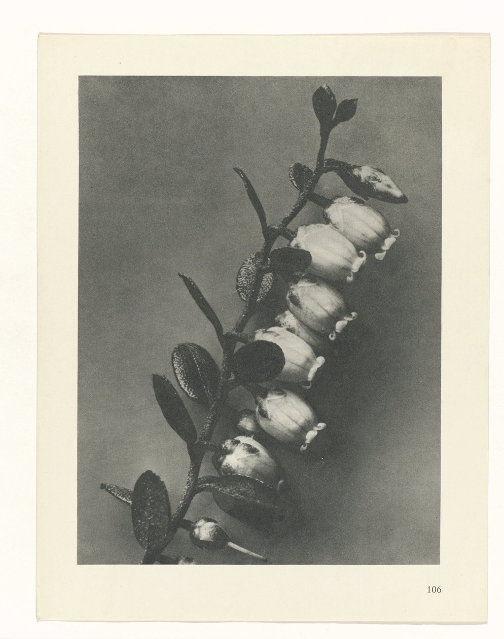 planlegge studie Archetypes of Art (serietittel) av Karl Blossfeldt
