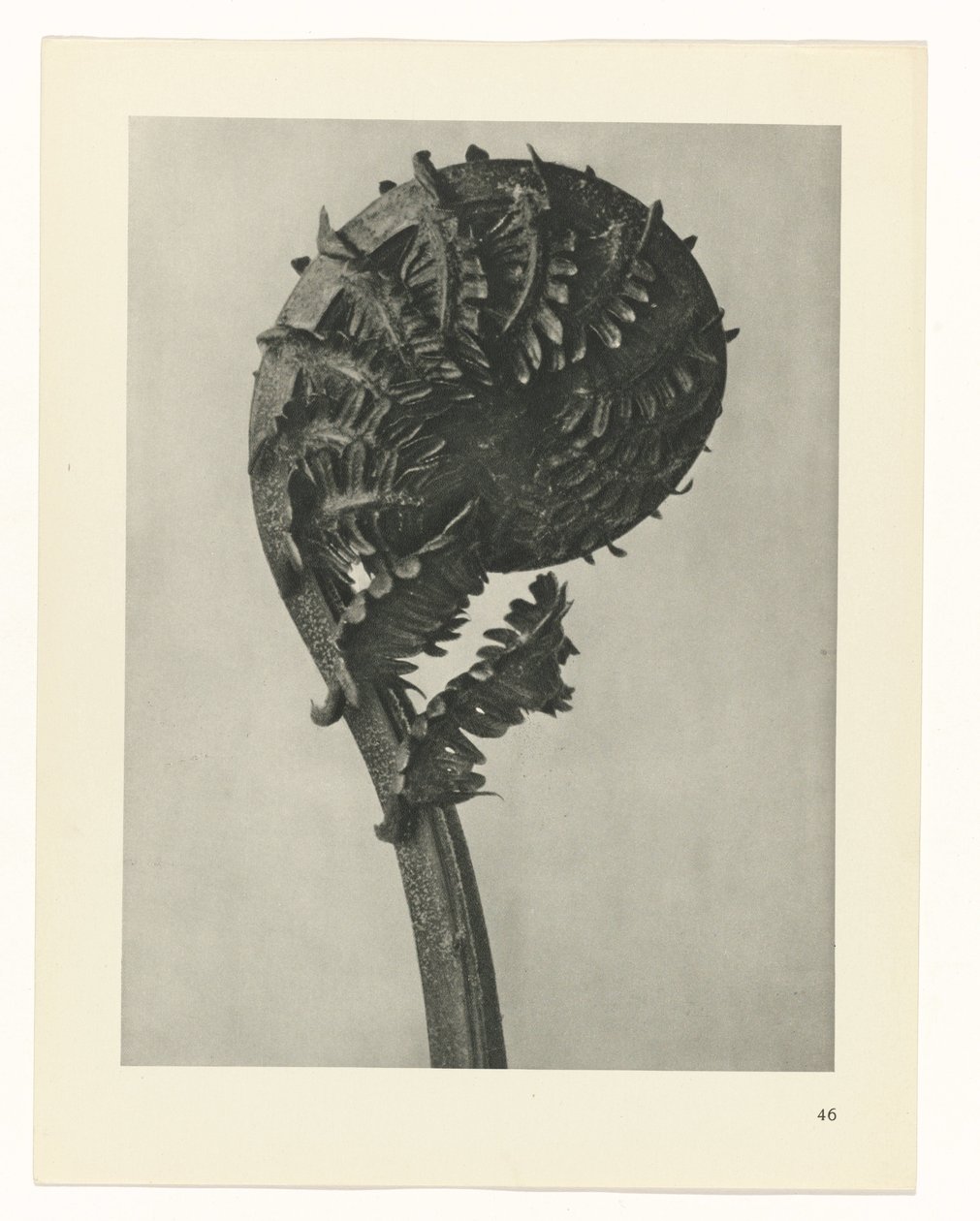 planlegge studie Archetypes of Art (serietittel) av Karl Blossfeldt