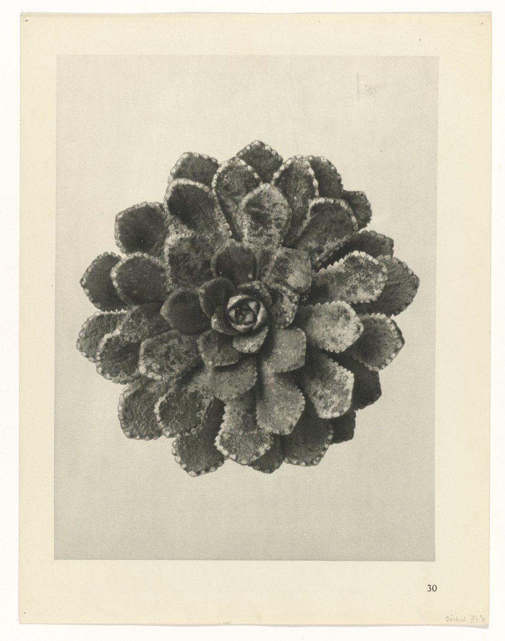 planlegge studie Archetypes of Art (serietittel) av Karl Blossfeldt