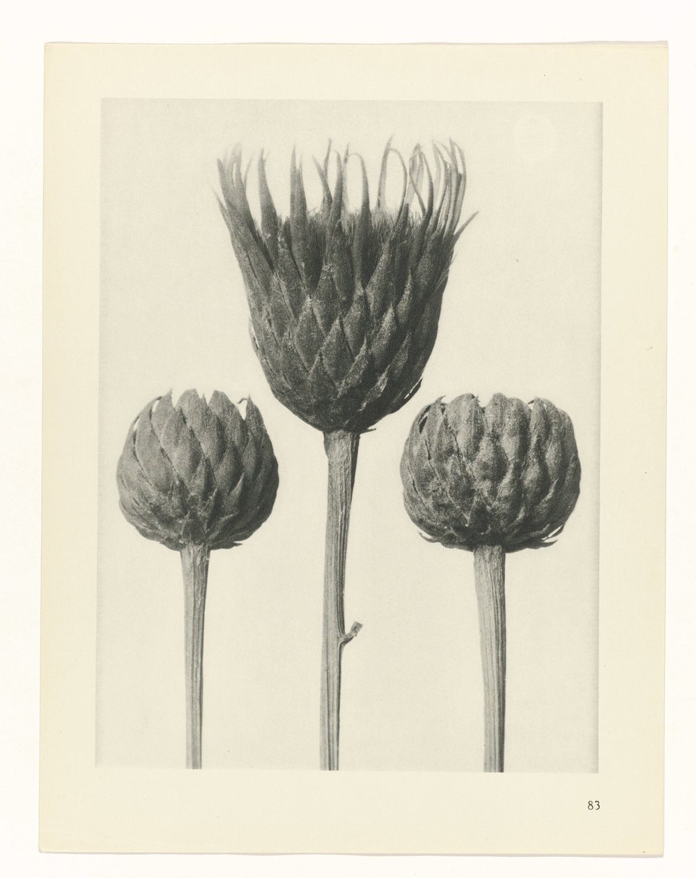 planlegge studie Archetypes of Art (serietittel) av Karl Blossfeldt