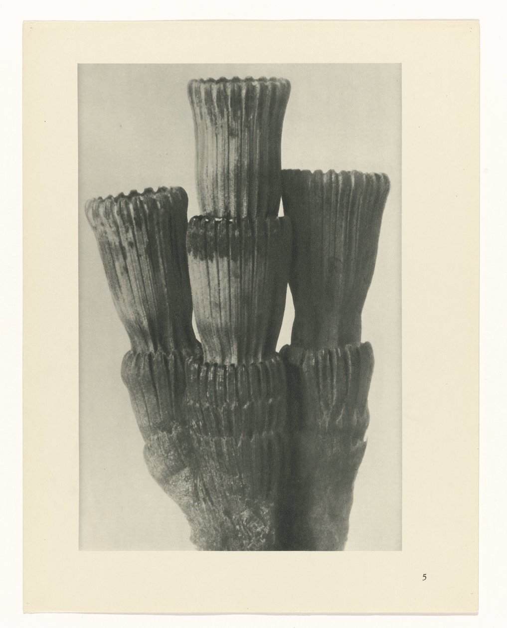 planlegge studie Archetypes of Art (serietittel) av Karl Blossfeldt