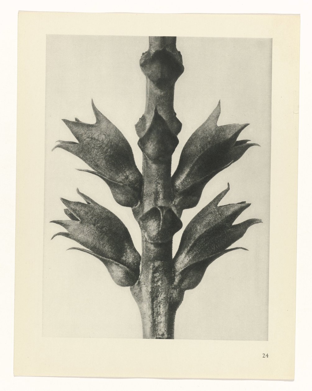 planlegge studie Archetypes of Art (serietittel) av Karl Blossfeldt