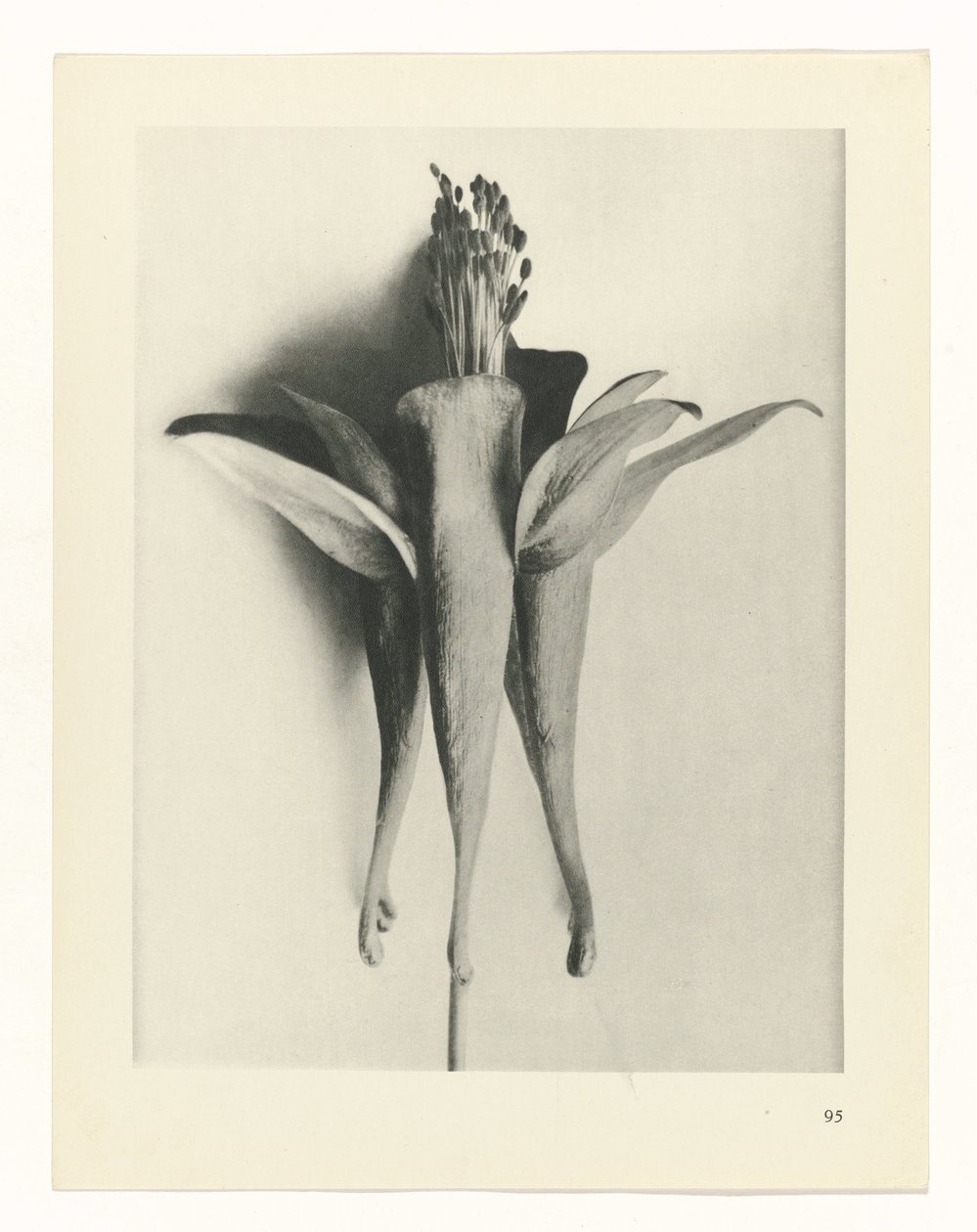 Planstudie Urformen der Kunst (serietittel) av Karl Blossfeldt