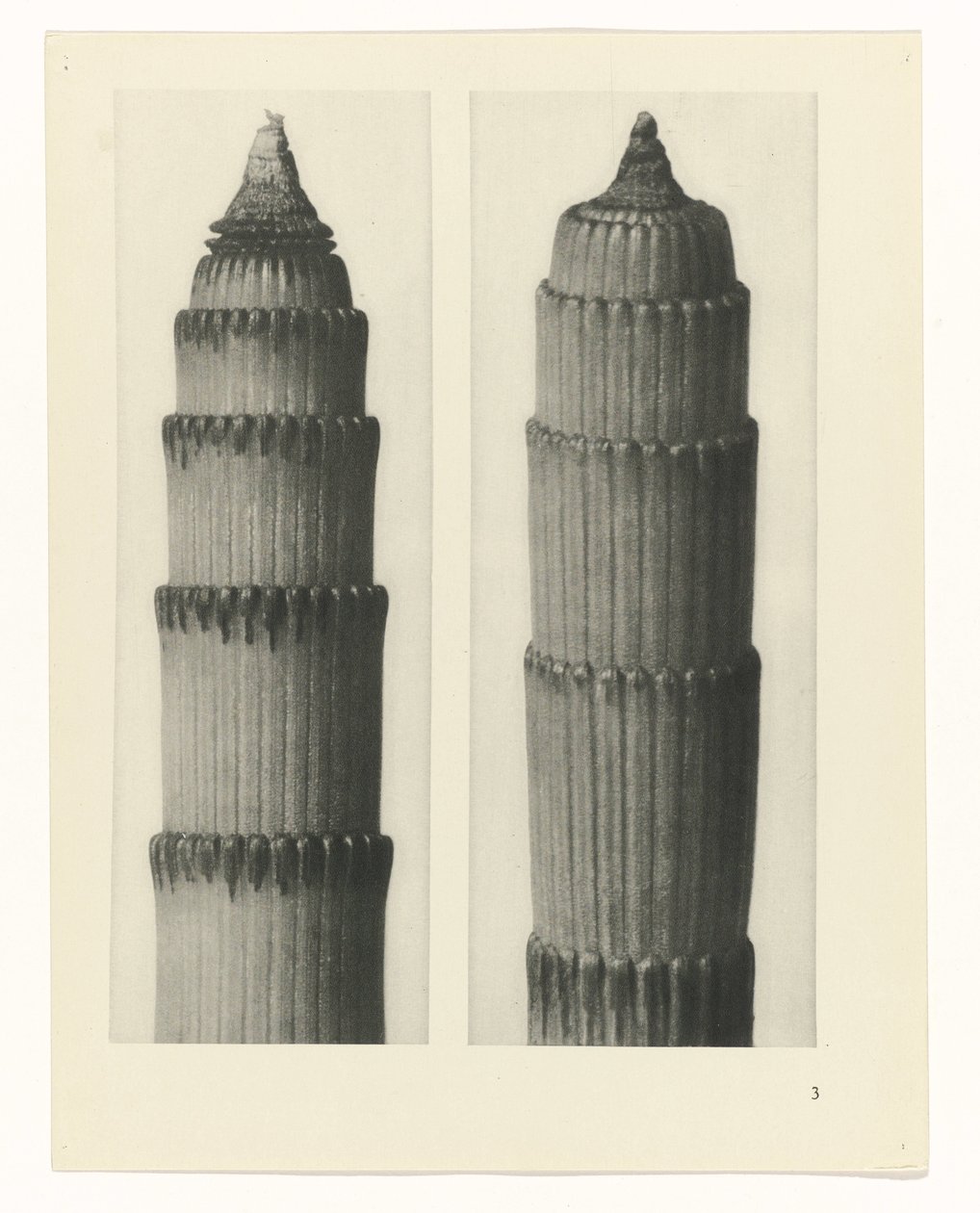 planlegge studie Archetypes of Art (serietittel) av Karl Blossfeldt