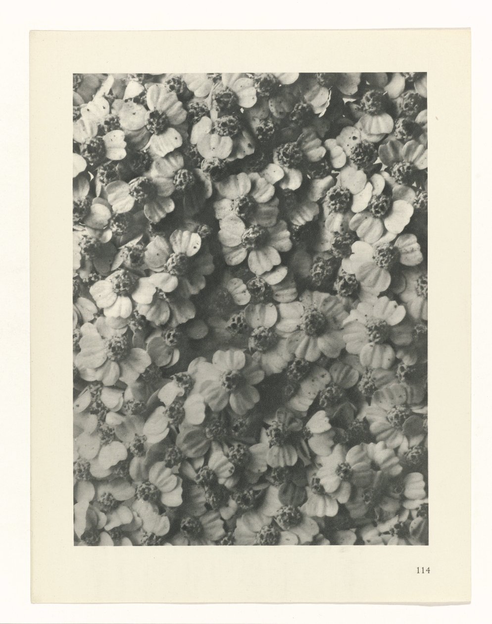 planlegge studie Archetypes of Art (serietittel) av Karl Blossfeldt