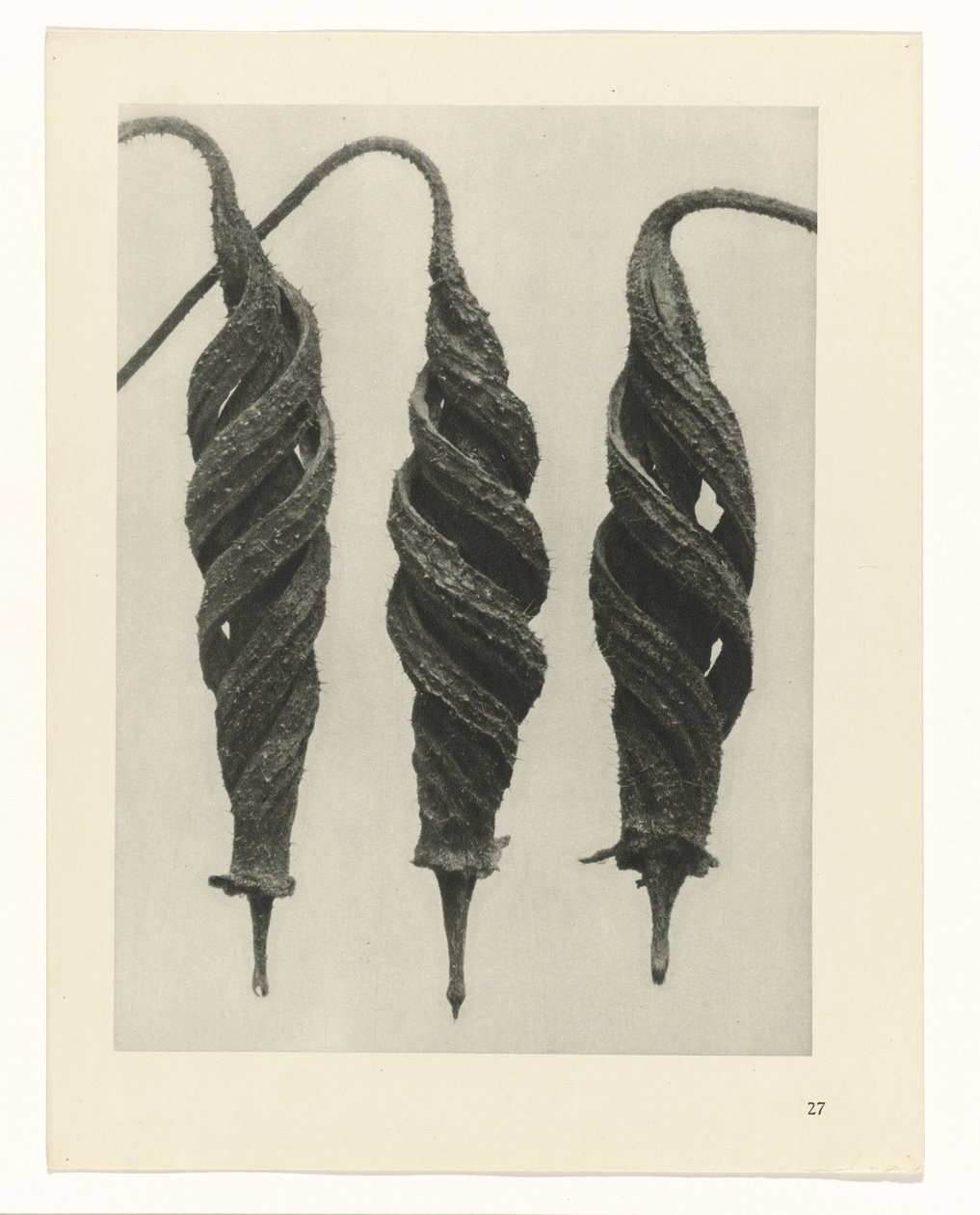 planlegge studie Archetypes of Art (serietittel) av Karl Blossfeldt