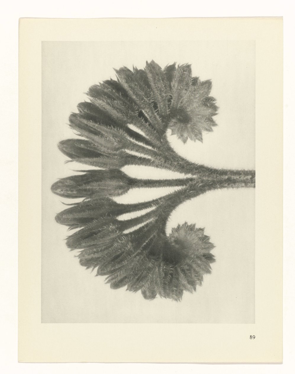 planlegge studie Archetypes of Art (serietittel) av Karl Blossfeldt