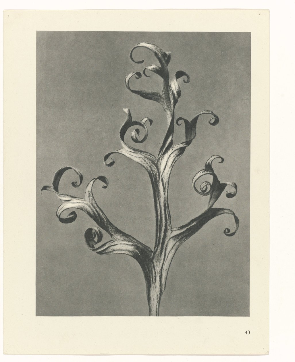 planlegge studie Archetypes of Art (serietittel) av Karl Blossfeldt
