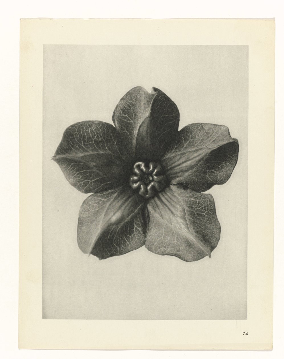 Planstudie Urformen der Kunst (serietittel) av Karl Blossfeldt