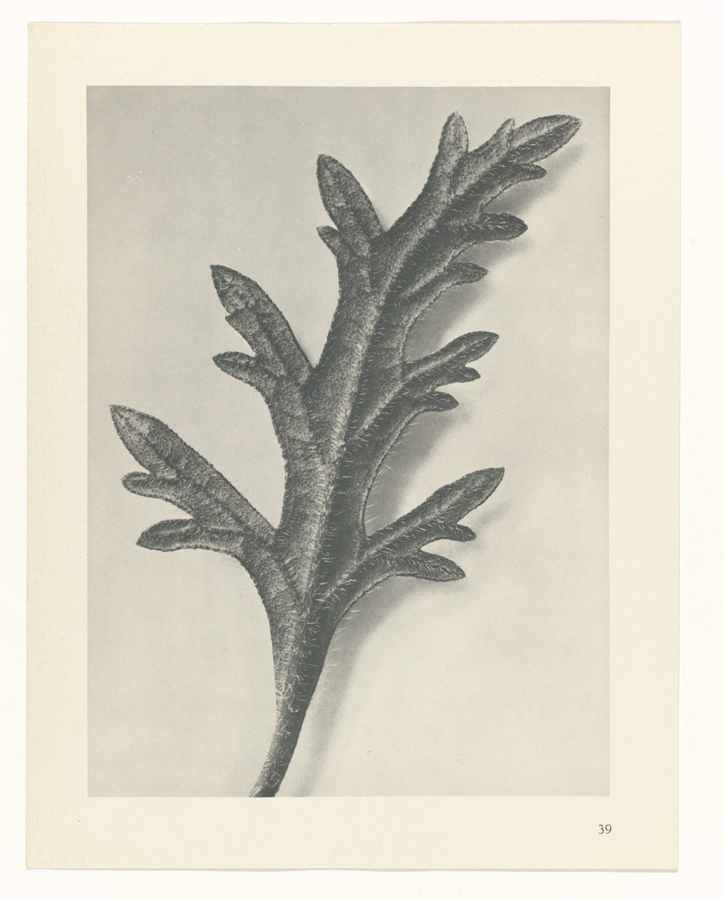 planlegge studie Archetypes of Art (serietittel) av Karl Blossfeldt